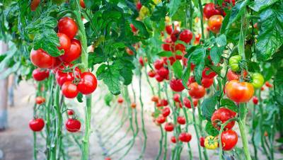 Россия запретила ввоз томатов из Марокко из-за вируса мозаики пепино