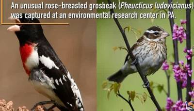 Певчая птица — наполовину самец, наполовину самка — обнаружена в Пенсильвании - Cursorinfo: главные новости Израиля