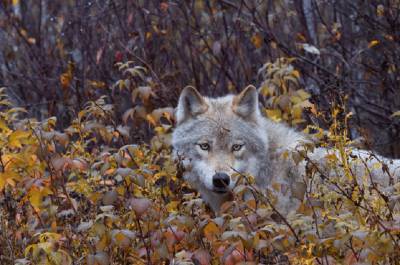 Противостояние волков и людей в Смоленском Поозерье продолжается