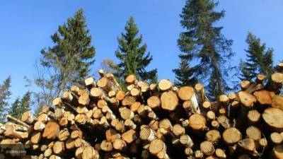 СФ разработал комплекс документов для борьбы с контрабандой лесоматериалов
