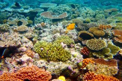 Австралийские ученые нашли новый коралловый риф высотой 500 метров