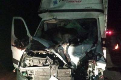 В Киевской области произошло страшное ДТП автомобиль столкнулся с лосем