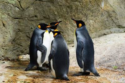 Пингвин из одного из датских зоопарков попал в Книгу рекордов Гиннесса - Cursorinfo: главные новости Израиля