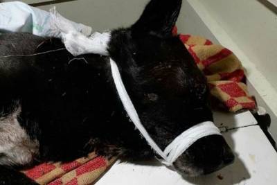 В возбуждении дела отказали: медвежьегорский пес чудом выжил после избиения