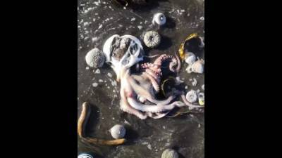 У берегов Камчатки и Парамушира обнаружены мертвые морские животные