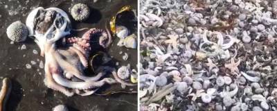 На Камчатке выбросились на берег тысячи морских животных