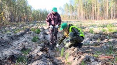В рамках акции "Сохраним лес" в Ульяновской области высадили 50 тысяч сосен