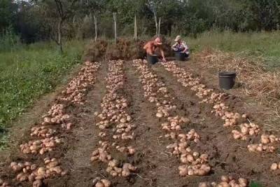 Первые плоды костромской «аграрной реформы» — костромичи хотят получить земельные участки под картошку