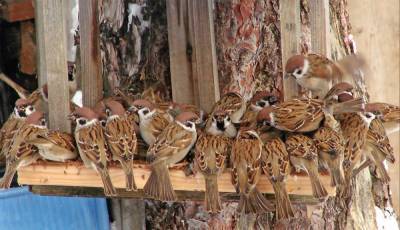 Рязанцам предлагают принять участие в Евразийском учёте птиц