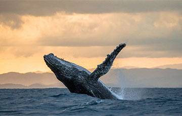 Ученые выяснили, почему киты меняют громкость своего пения