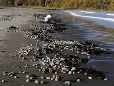 На Камчатке жители жалуются на раздражение от воды, а рыба выбрасывается на берег