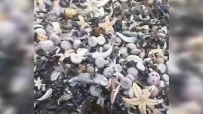 Владимир Солодов - На Камчатке тысячи морских животных выбросились на берег - piter.tv