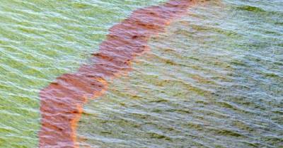 Массовая гибель животных: на Камчатке загрязнены нефтепродуктами участки Авачинского залива