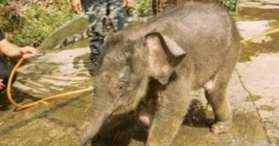 Житель Новосибирска дал объявление о продаже слоненка за 99 тысяч