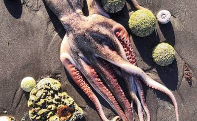СК начал проверку информации о гибели морских животных на Камчатке