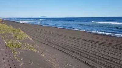 Минприроды Камчатки не нашло мертвых животных на пляже, СК начал проверку