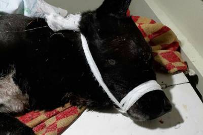 Право на жизнь: в Медвежьегорском районе до полусмерти избили пса