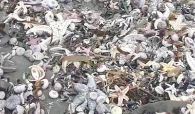 На побережье Авачинского залива обнаружили тысячи мертвых рыб и крабов, а воде - фенол и нефтепродукты