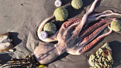 Появилось видео ставшего «кладбищем» морских животных пляжа Камчатки