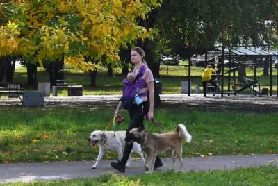 Госдума предложила включить площадки для выгула собак в проекты благоустройства