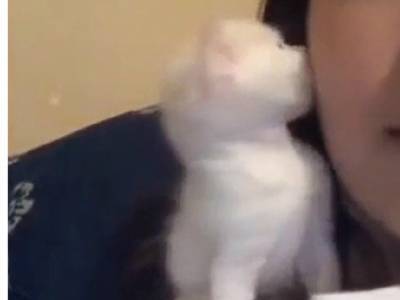 «Мимиметр зашкаливает»: котенок поцеловал хозяйку и умилил Сеть