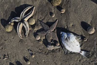 Минприроды Камчатки не нашло загрязнений на пляже с мертвыми животными