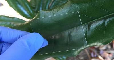 Ученые создали экономичное и безопасное «стекло» из дерева