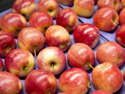 Эксперты назвали пять главных свойств яблок