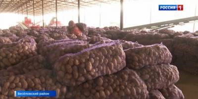 Уборка картофеля на Дону: как сортируют урожай и куда отправляют?