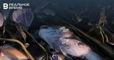 Следком начал проверку из-за гибели морских животных на Камчатке