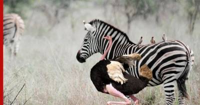 Страус создал проблемы зоопарку, внезапно «превратившись» в зебру
