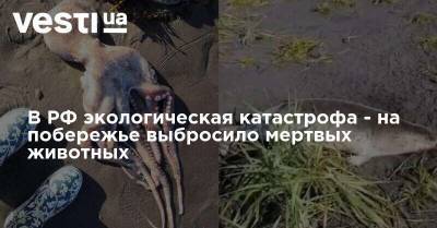 В РФ экологическая катастрофа - на побережье выбросило мертвых животных