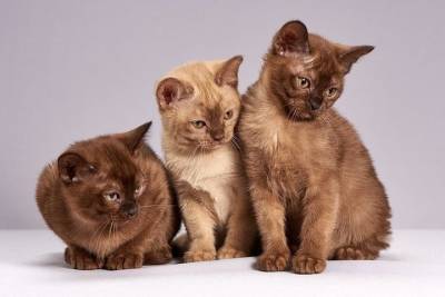 В Нацмузее Татарстана пройдет благотворительная выставка кошек