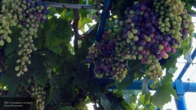 Эксперты рассказали, как правильно выбирать виноград