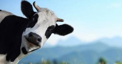 Купи корову и гони самогон: законопроект от Третьяковой