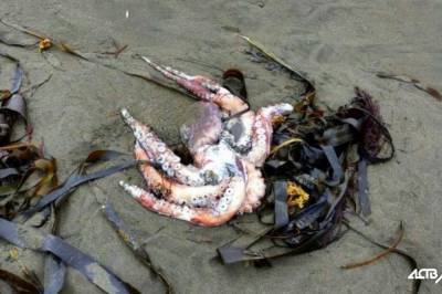 Экологическая катастрофа: На Камчатке внезапно погибли сотни морских существ