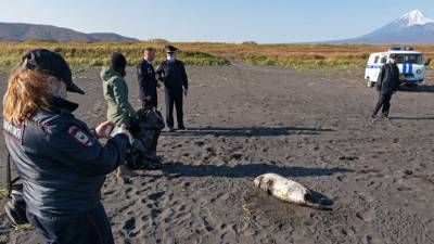Губернатор Камчатки намерен объехать побережье с загрязнённой водой