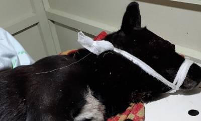 В Медвежьегорске нашли жестоко избитую собаку: зоозащитникам нужна помощь