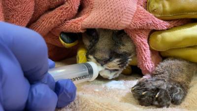 Котенка горного льва лечат после спасения из пожара в Калифорнии.