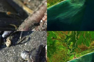 Эколог исключил нефть как единственный загрязнитель на Камчатке