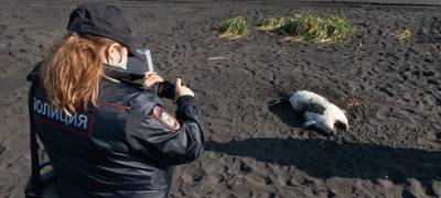 Тысячи морских животных выбросились на берег на Камчатке (ФОТО)