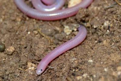 Техасская слепая змея: Нет, не дождей червь. Да, полноценная змея. Как выжить на дне пищевой цепочки? (7 фото)