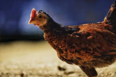Четыре курицы и кролик были похищены у карельской пенсионерки