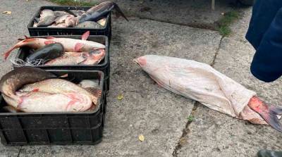 Рыболовецкая бригада пыталась похитить 133 кг рыбы в Березовском районе