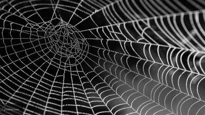 Ученые объяснили, действительно ли человек во сне проглатывает пауков
