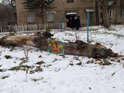 В Челябинской области на 8-летнюю девочку рухнуло дерево