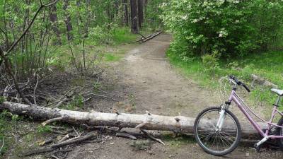 В парке «Северо-Западный» незаконно вырубили деревья