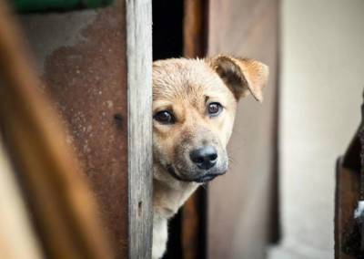 Ветеринары не смогли поймать бездомных собак в Каменногорске