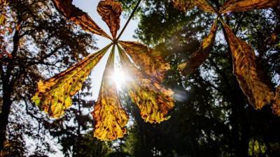 Золотая осень: в воскресенье в Крыму будет солнечно и сухо