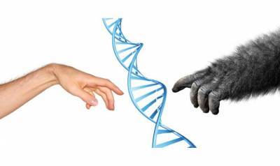 Учёные: на тяжёлую форму COVID-19 влияет «ген неандертальца»